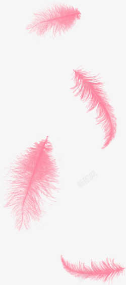 粉色的羽毛两片羽毛高清图片