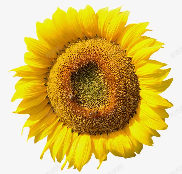 两只蜜蜂在一朵向阳花上采蜜png免抠素材_88icon https://88icon.com 向日葵 向阳花 授粉 春天 植物 自然 蜜蜂 采蜜
