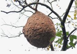 枝头的蜂巢图片蜂巢高清图片