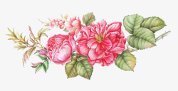手绘红色的蔷薇花素材