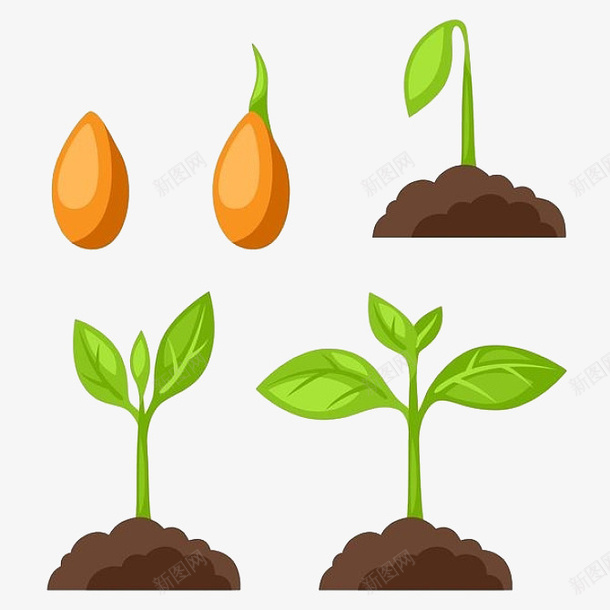 一颗种子的生长过程png免抠素材_88icon https://88icon.com 免抠 农作物种子 卡通手绘 发育 成长 生长过程 简笔画