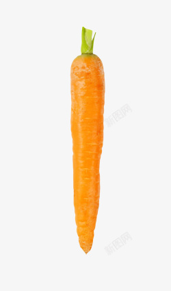 完整的一根完整的胡萝卜实物高清图片
