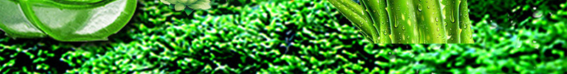 绿色树林森林水珠芦荟树叶背景jpg设计背景_88icon https://88icon.com 树叶 树林 森林 水珠 素材 绿色 背景 芦荟
