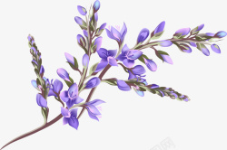 卡通紫罗兰唯美紫色紫罗兰花朵高清图片