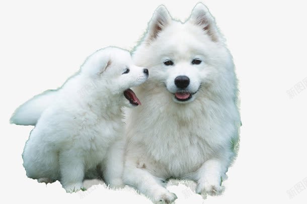 两只白色的小狗png免抠素材_88icon https://88icon.com 两只萨摩 产品实物 可爱 可爱小狗 可爱萨摩png 宠物狗写真 小狗 忠诚小狗免抠 母子 犬 白色小狗 萨摩耶