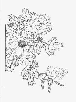 古典工笔画牡丹花线稿白描高清图片