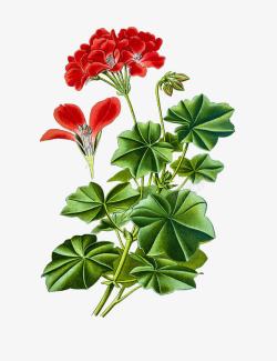 肉质草本手绘红色花瓣天竺葵高清图片