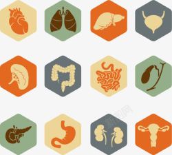 大肠和小肠十二款简约风器官图标高清图片
