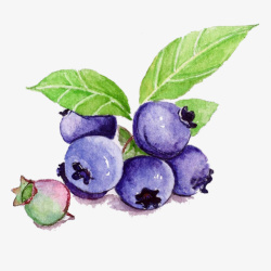 蓝莓果手绘画片素材