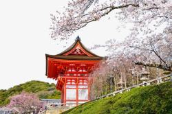 樱花风景日本建筑与樱花高清图片