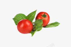 实物带叶子红色樱桃番茄素材