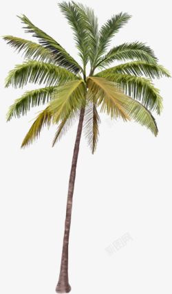 手绘绿色椰树热带美景素材