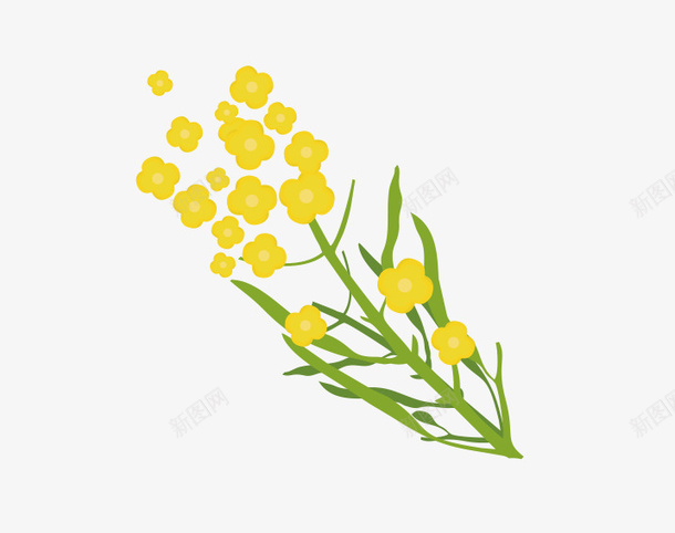 手绘清新装饰插图春天油菜花png免抠素材_88icon https://88icon.com 手绘 春天 植物插画 油菜花 清新 装饰插图