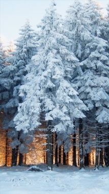 冬季树木雪景H5背景摄影图片