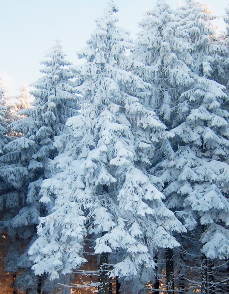 冬季树木雪景H5背景jpg_88icon https://88icon.com H5 h5 冬天 彩色 摄影 树木 雪景 风景