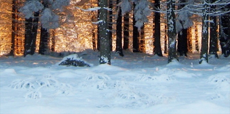 冬季树木雪景H5背景jpg_88icon https://88icon.com H5 h5 冬天 彩色 摄影 树木 雪景 风景