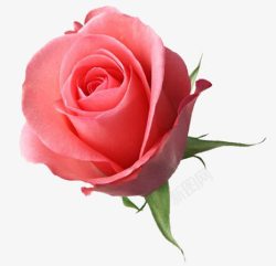 粉红色花束鲜花鲜花唯美玫瑰花花束高清图片