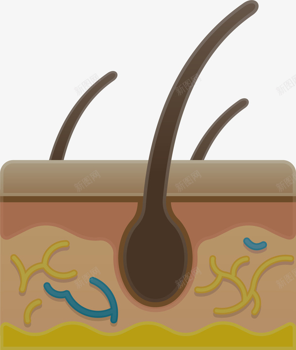 人体的皮肤组织器官png免抠素材_88icon https://88icon.com 器官 生物医药 生物医药产业 生物医药展板 生物医药广告 生物医药整容 皮肤