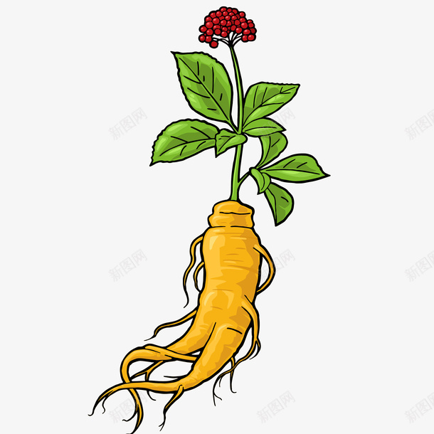 人参植物插画png免抠素材_88icon https://88icon.com 人参 人参植物矢量插画 免抠PNG 带花人参 植物 秋季人生 花 草本 药材