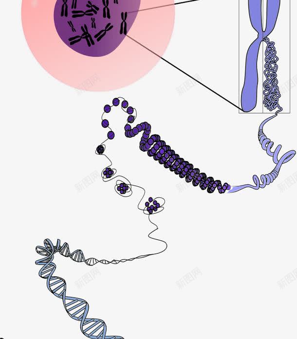 染色体和DNApng免抠素材_88icon https://88icon.com DNA 基因 染色体 细胞核