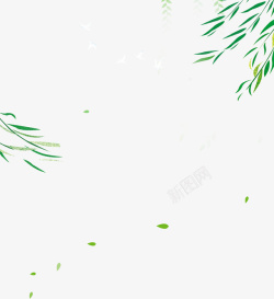 春季绿色柳树叶子素材