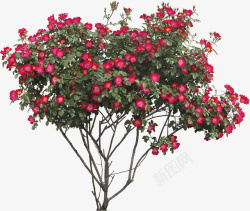 红色花朵树枝元素素材