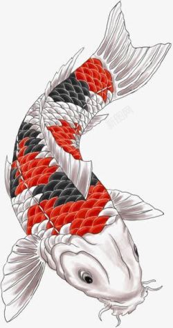 红色鱼尾锦鲤高清图片