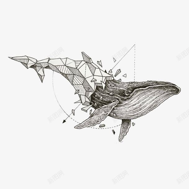鲸鱼矢量图eps免抠素材_88icon https://88icon.com 几何 手绘 矢量图 素描鲸鱼 鲸鱼
