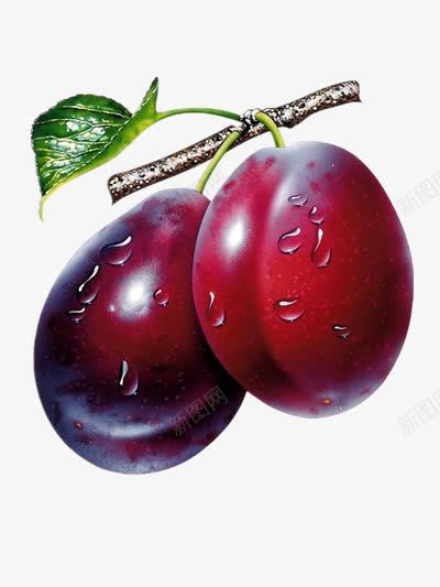红布李png免抠素材_88icon https://88icon.com 新鲜水果 李子 果树 树枝 水滴 深紫色 紫红色 红果子