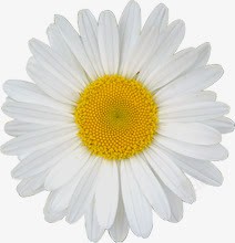 白色菊花花朵舞台灯光素材