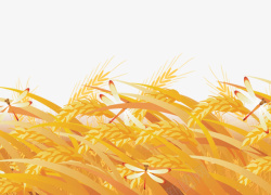 米香金色稻田稻谷蜻蜓元素高清图片