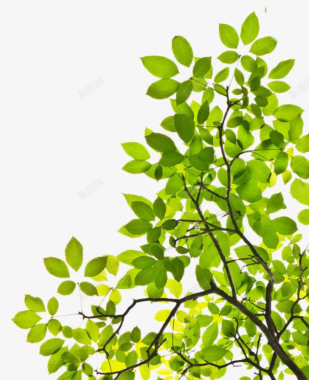 精美的树叶片png免抠素材_88icon https://88icon.com 图片 树叶 树叶图片 树叶素材 精美 素材 绿叶 背景叶子 自然景观 自然风景 风景春季