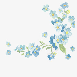 盛开的蓝色马兰花手绘插图素材
