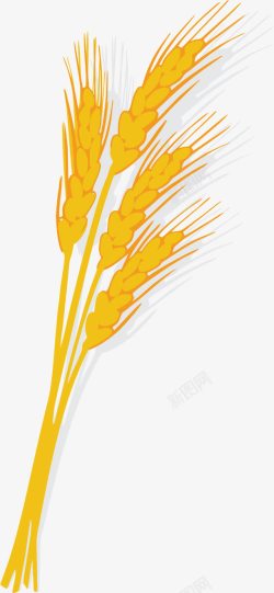 丰收时节金黄色丰收的稻谷高清图片