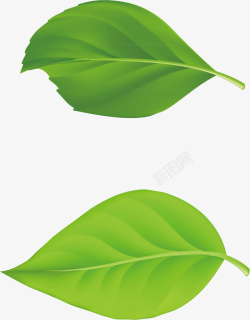 茶叶子叶子扁平飘散的叶子图标高清图片