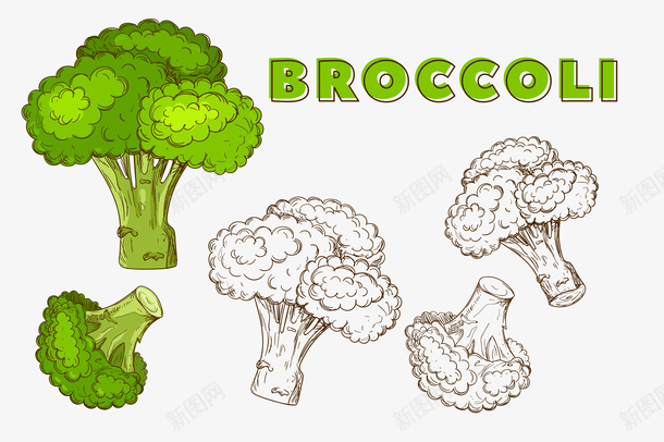 绿色手绘的西兰花png免抠素材_88icon https://88icon.com 手绘植物 植物 绿植 花椰菜 英文字母 蔬菜 西兰花