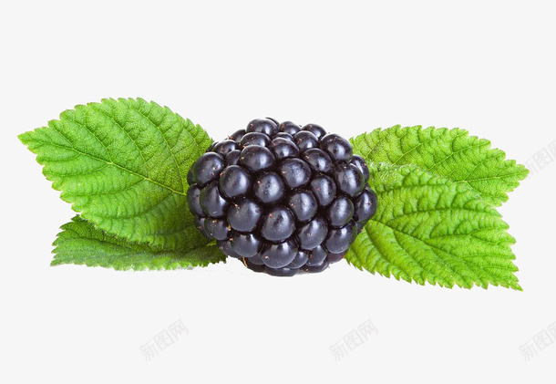 新鲜叶子png免抠素材_88icon https://88icon.com 健康 多汁 实物 成熟 新鲜叶子 树莓特写 桑葚 桑葚叶 水果 绿色 食物 鲜明