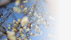 春天樱花摄影背景元素之七素材