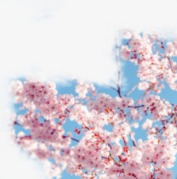 春天绿色樱花树枝素材