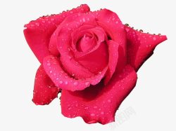 花朵玫瑰水珠露珠素材