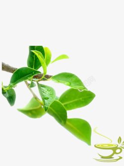 绿茶树枝素材
