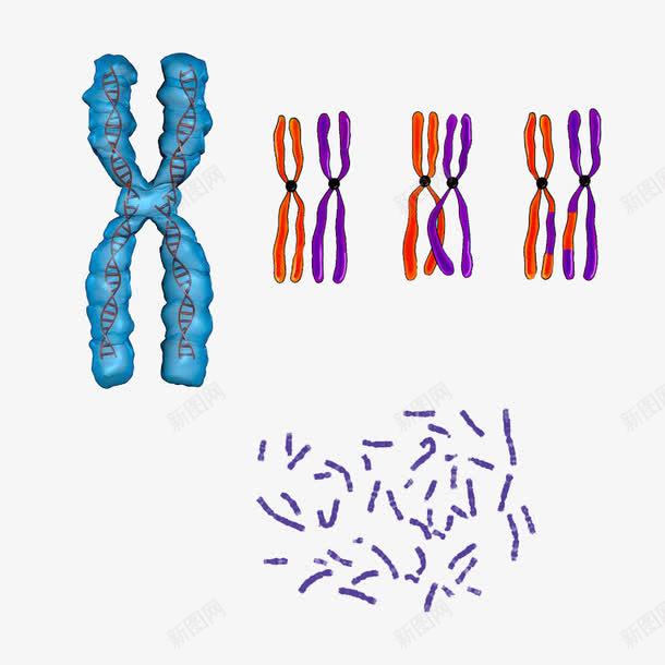 染色体和细胞png免抠素材_88icon https://88icon.com DNA 基因 染色体 染色体和细胞 高清免扣素材