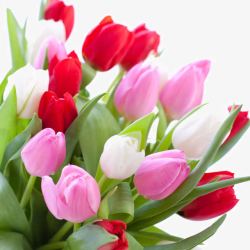 彩色花盆美丽的郁金香花朵高清图片