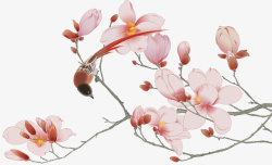 兰花手绘装饰玉兰花高清图片