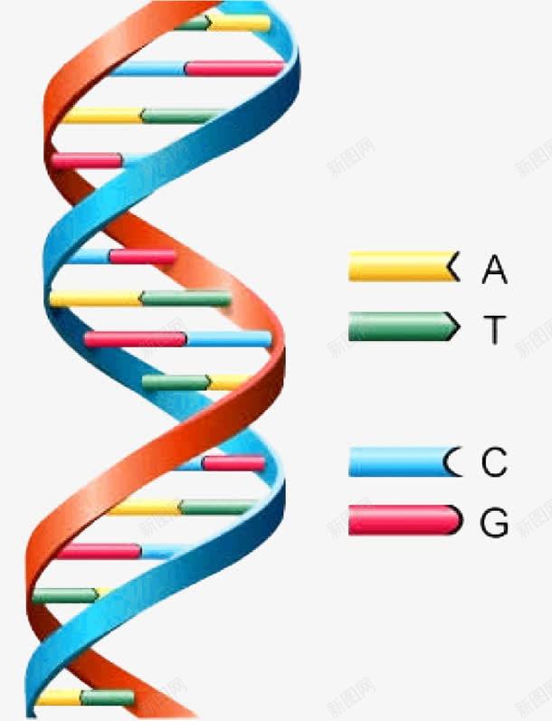 双螺旋基因链png免抠素材_88icon https://88icon.com DNA 双螺旋 基因检测 基因链