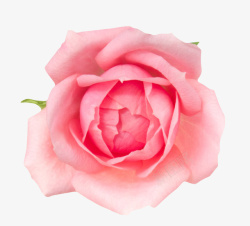 粉红色鲜艳盛开的玫瑰花一朵大花素材