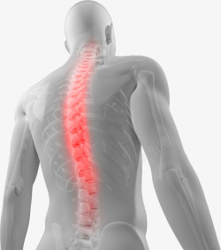 防疾病医学研究的脊椎图高清图片