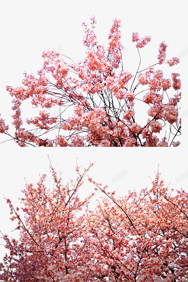 粉色桃花林png免抠素材_88icon https://88icon.com 春天 桃花 桃花林 粉色