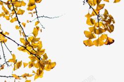 水彩树干银杏黄叶高清图片