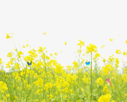 成分油菜花高清图片